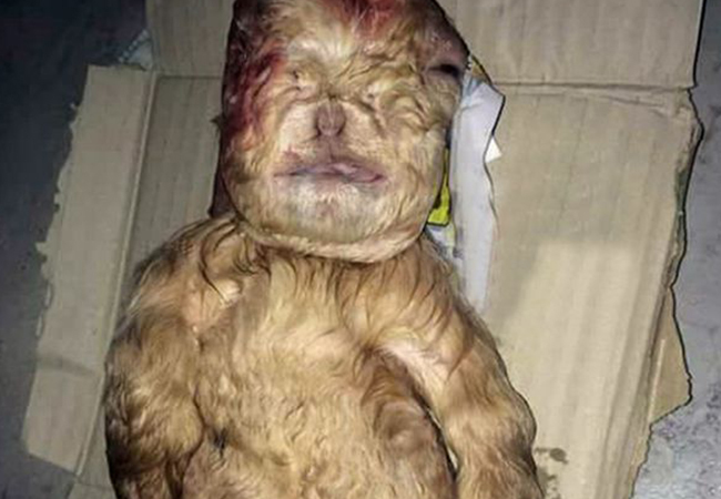 S-a născut iedul cu cap de bebeluş.