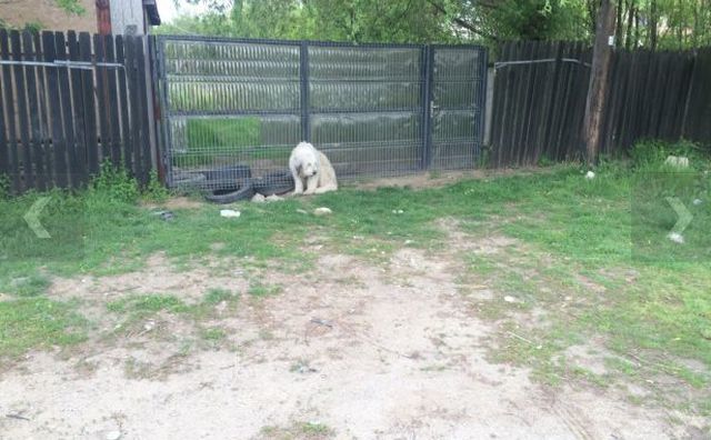 Animalul nu se dezlipeşte de gard de cinci ani