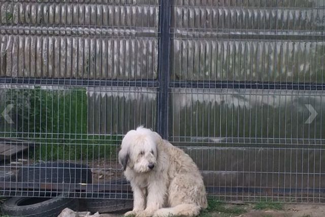 Localnicii au încercat să îl adopte, dar câinele nu s-a lasat înduplecat