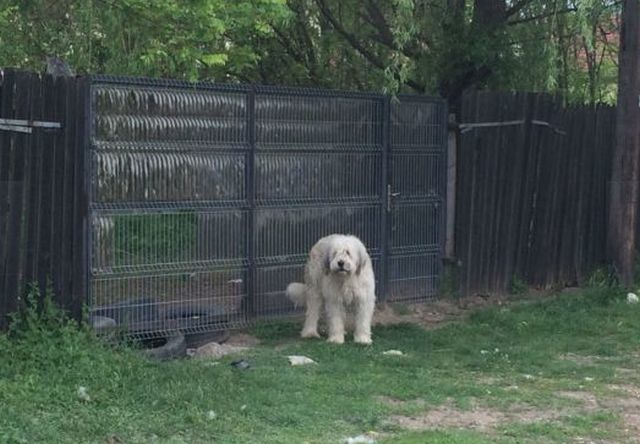 Animalul este trist mereu