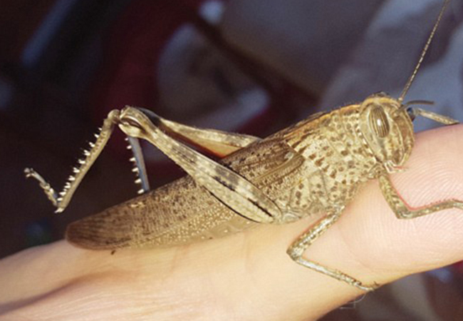 Un pensionar a găsit o lăcustă vie într-o salată la pungă.