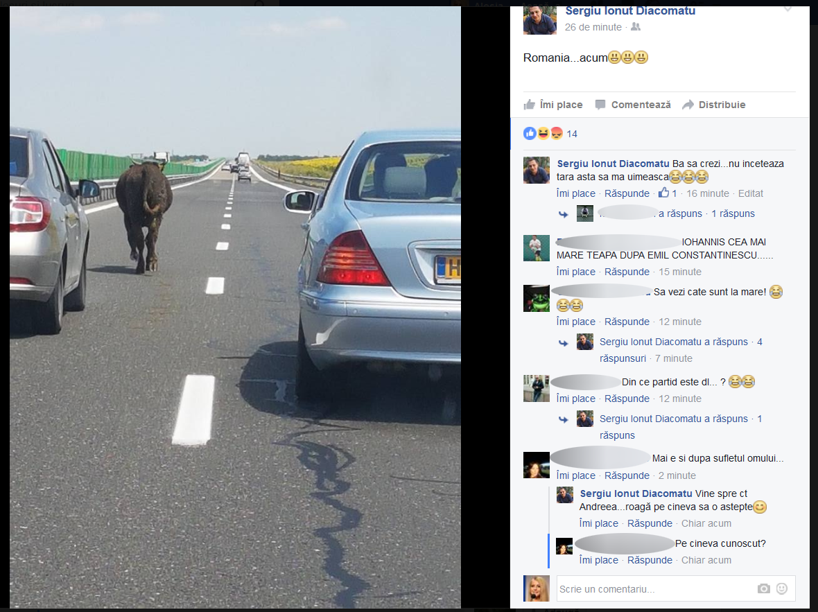 O vacă s-a rătăcit pe Autostrada Soarelui.