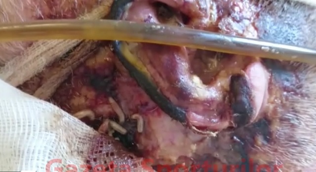 Un pacient la Spitalul de Arşi are viermi în cap.