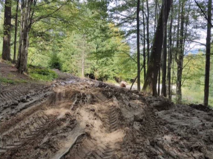 Pădurea protejată a fost pusă la pământ de utilaje