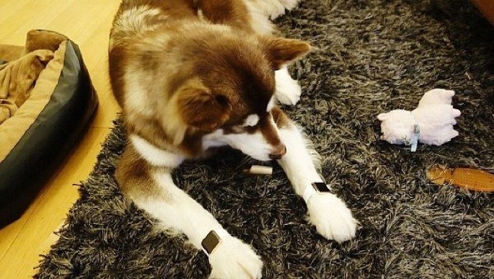 Pe lângă telefoane iPhone, patrupedul primeşte şi alte tipuri de gadgeturi.