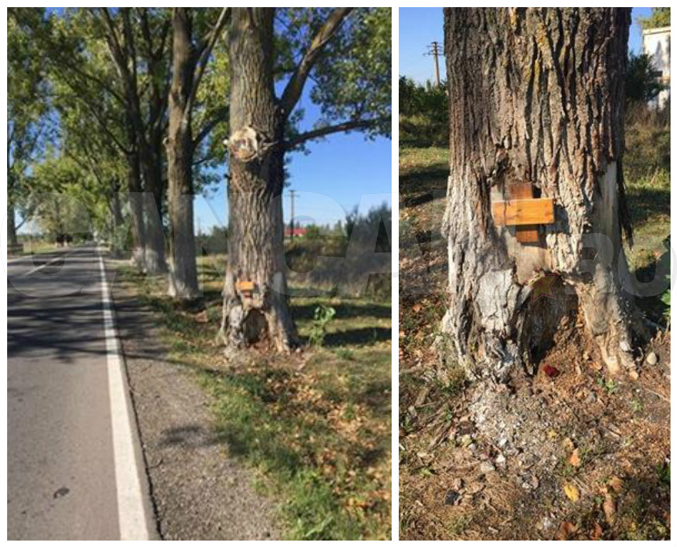 Pe copacul de care s-a izbit autoturismul lui Dan Condrea a apărut o cruce din lemn.