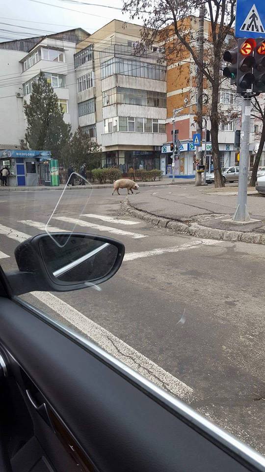 Porcul a traversat în voie strada