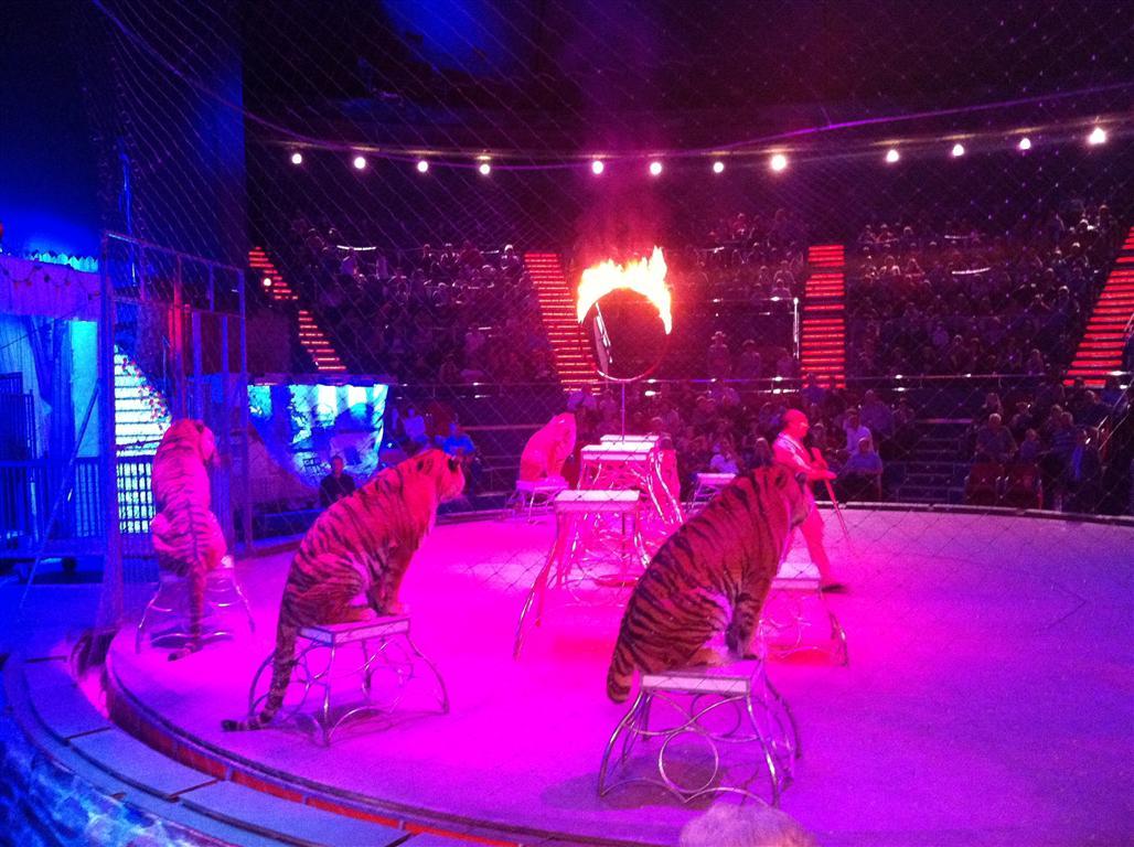 Doi tigri au murit în incendiu