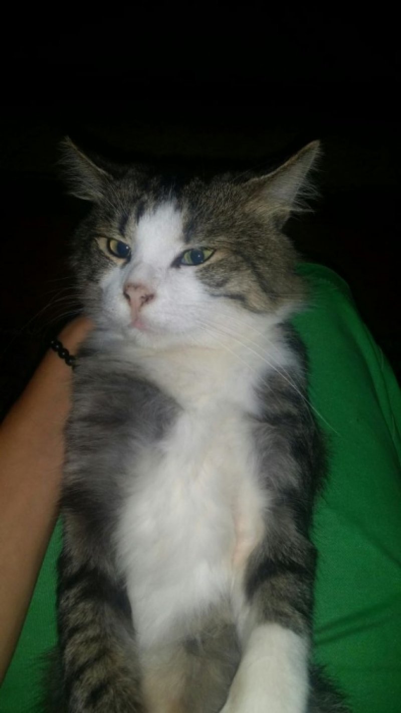 Un român vinde o pisică care a încghiţit un medalion de 10 grame de aur.