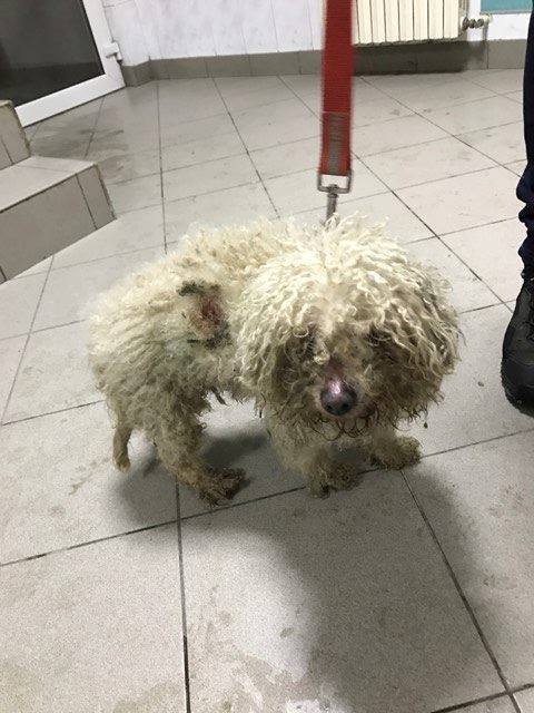 Acest bichon s-a pierdut, iar stăpânul lui nu îl mai vrea înapoi.