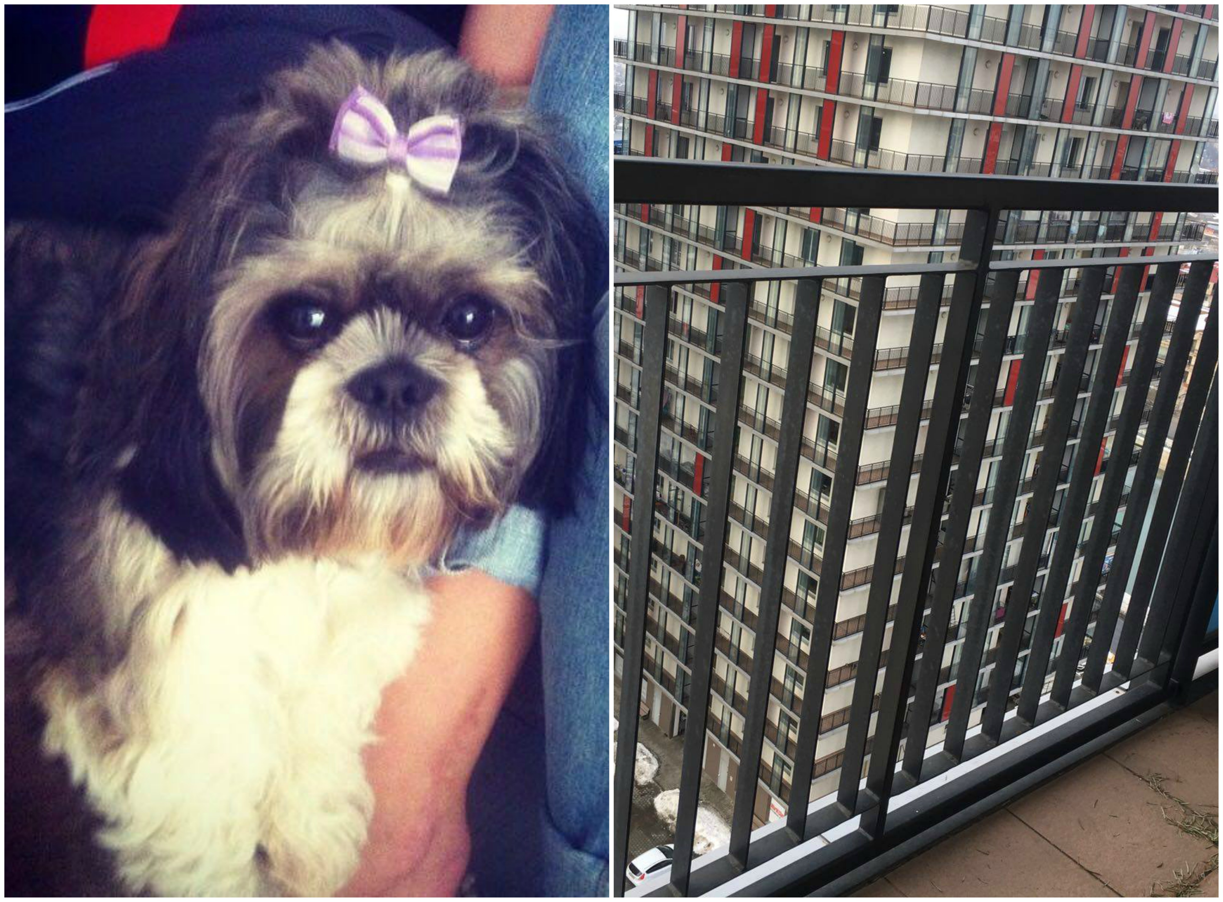 Bietul căţeluş a fost aruncat cu sânge rece de la etajul 14, neavând nicio şansă pentru a supravieţui.