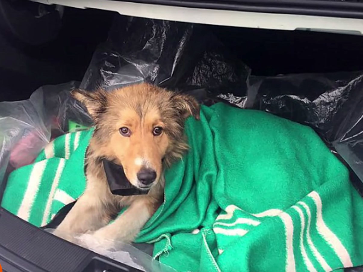 Catelul blocat între şine a fost ocrotit de fratele său.