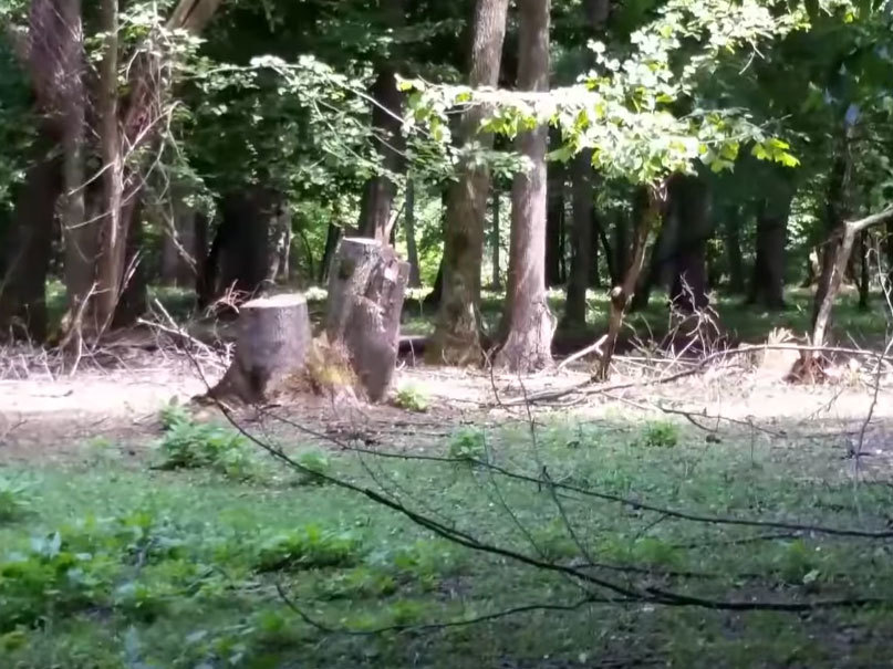 Furturile masive de lemne nu au putut fi stopate de autorităţi