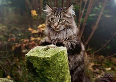 Norvegiana de pădure este una dintre cele mai vechi rase de pisici