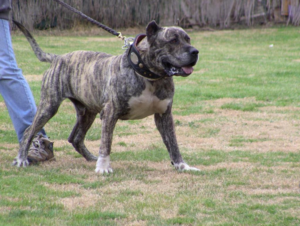 Presa canario este recunoscut pentru forţa muşcăturii sale