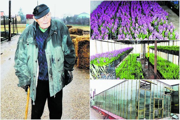 Weil Alois este cel mai bătrân florar din Arad.