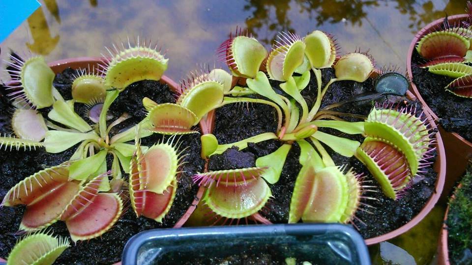 Colecţia de plante carnivore a lui Adrian este impresionantă