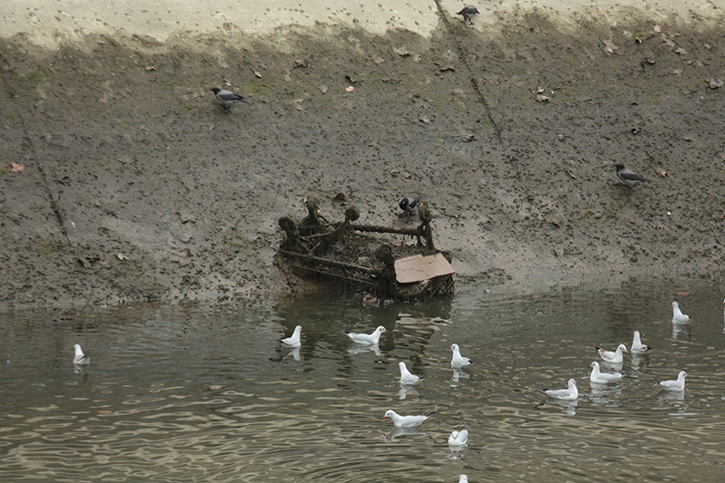 Un cărucior de supermarket a ruginit pe fundul râului