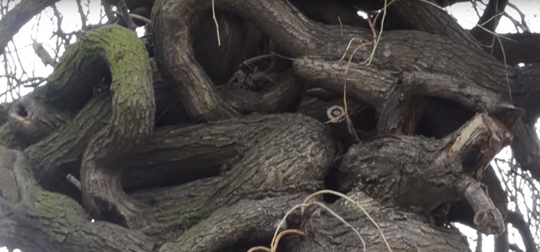 Copacul din centrul oraşului Satu Mare este singurul supravieţuitor dintr-o colecţie de arbori rari