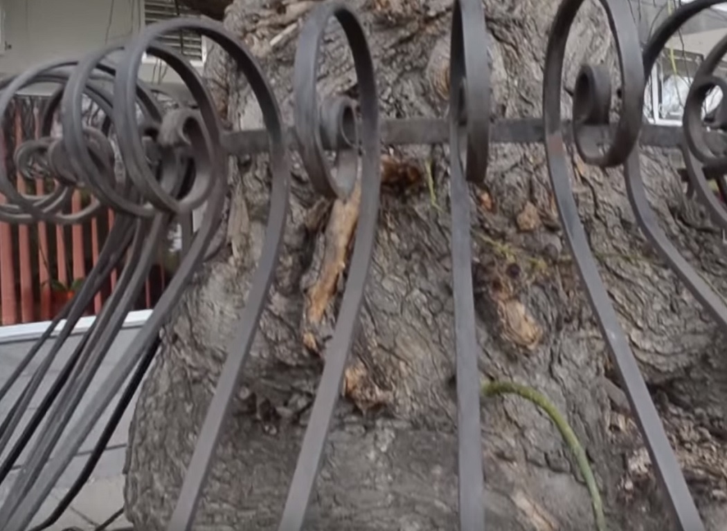 Copacul este protejat de un gard metalic