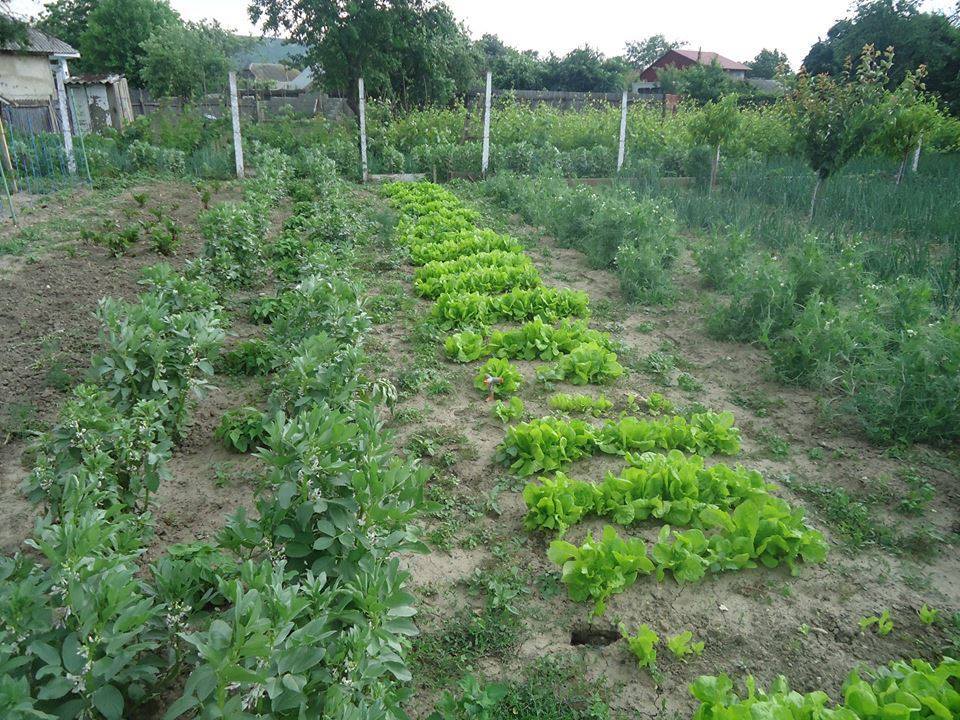 Legumele sunt cultivate în grădina familiei