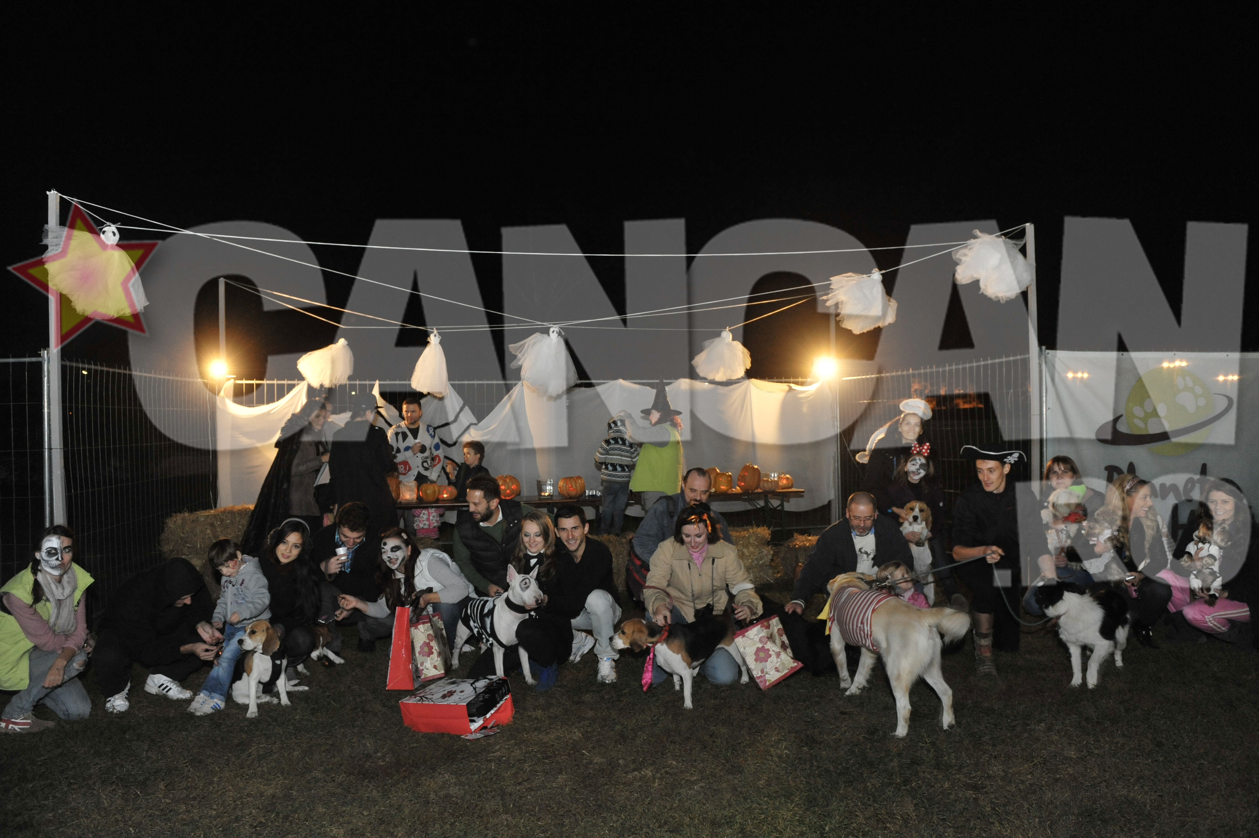 De Craciun, mosul le aduce cadouri cateilor cuminti cazati la hotel