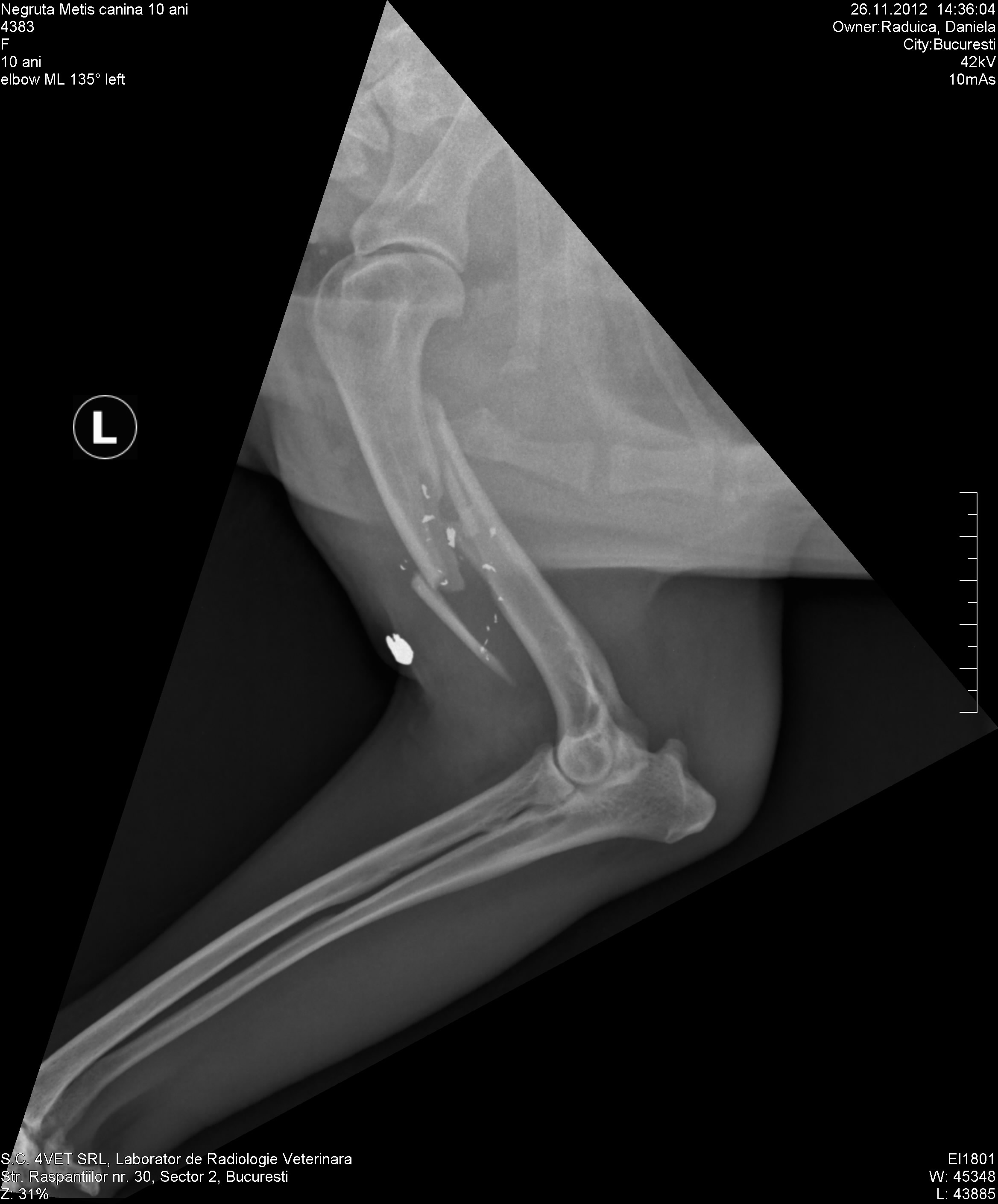 Ecografia care demonstreaza ca glontele i-a strapuns osul catelului