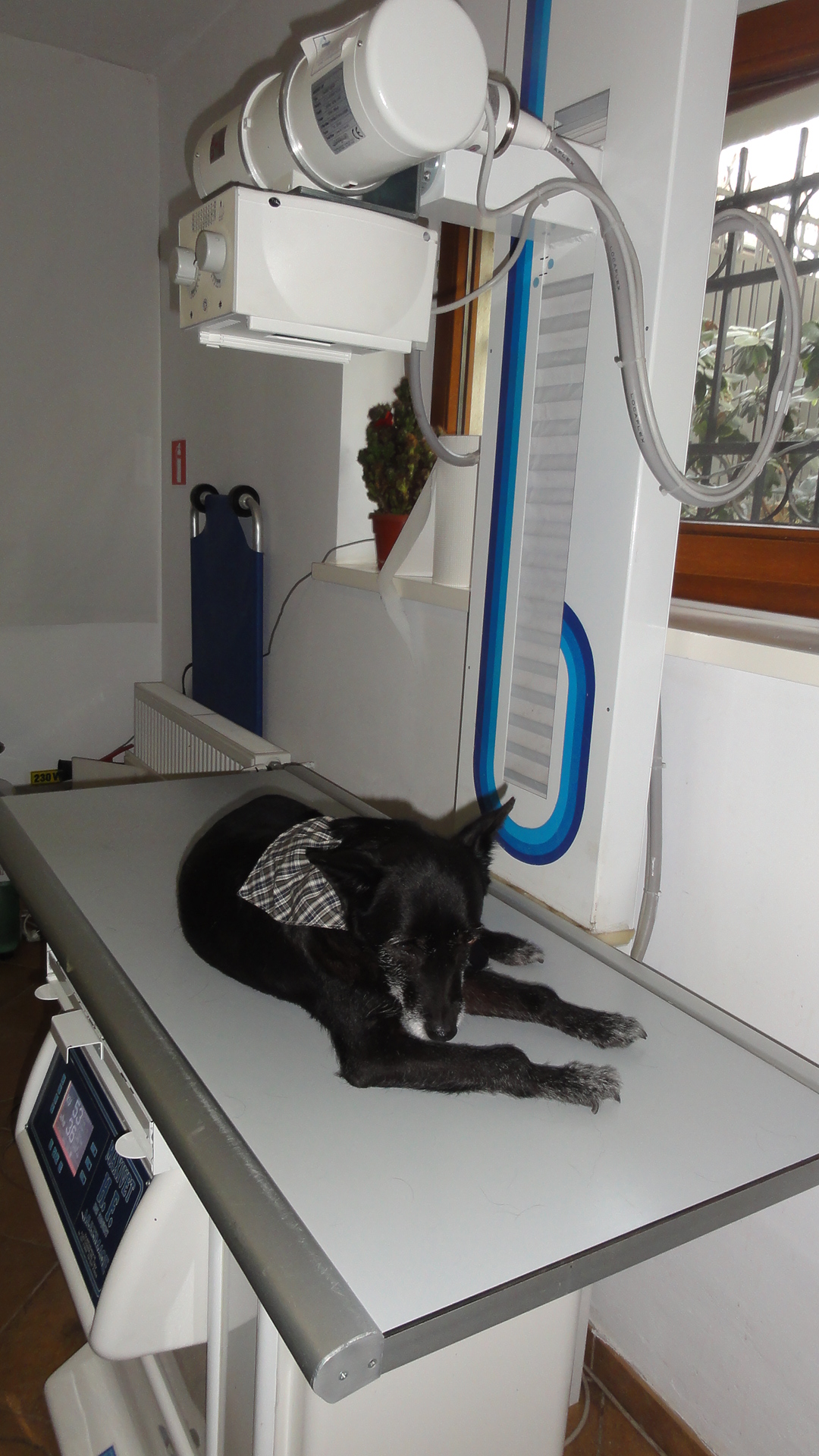 Negruta, una dintre victimele atacatorului