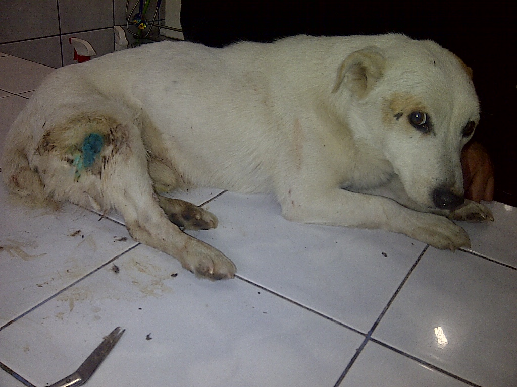 Catelul a ajuns de urgenta la veterinar dupa ce a fost impuscat