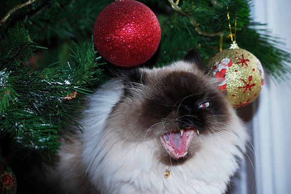 Pisicile Adoră Crăciunul Cele Mai Haioase Poze Cu Motanei In
