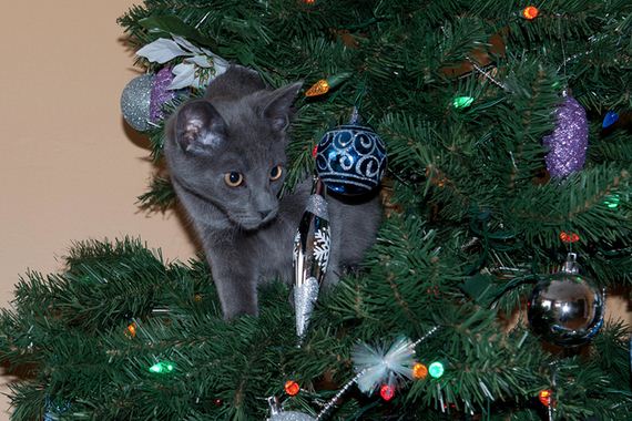 Pisicile Adoră Crăciunul Cele Mai Haioase Poze Cu Motanei In