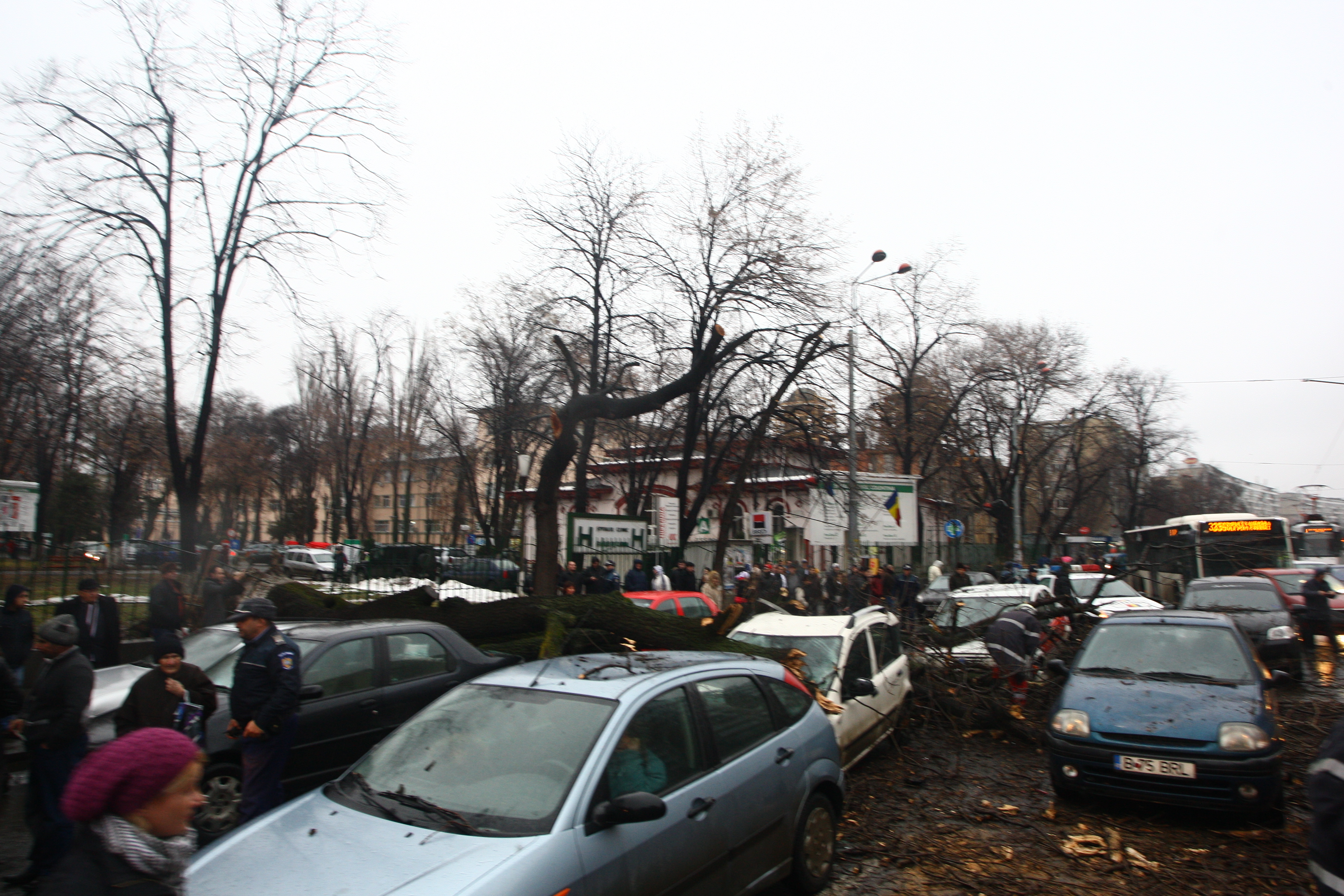 N-ai să crezi aşa ceva! Ce şoferi ghinionişti! Pe şoseaua Ştefan cel Mare din Capitală, a căzut un copac peste maşini!