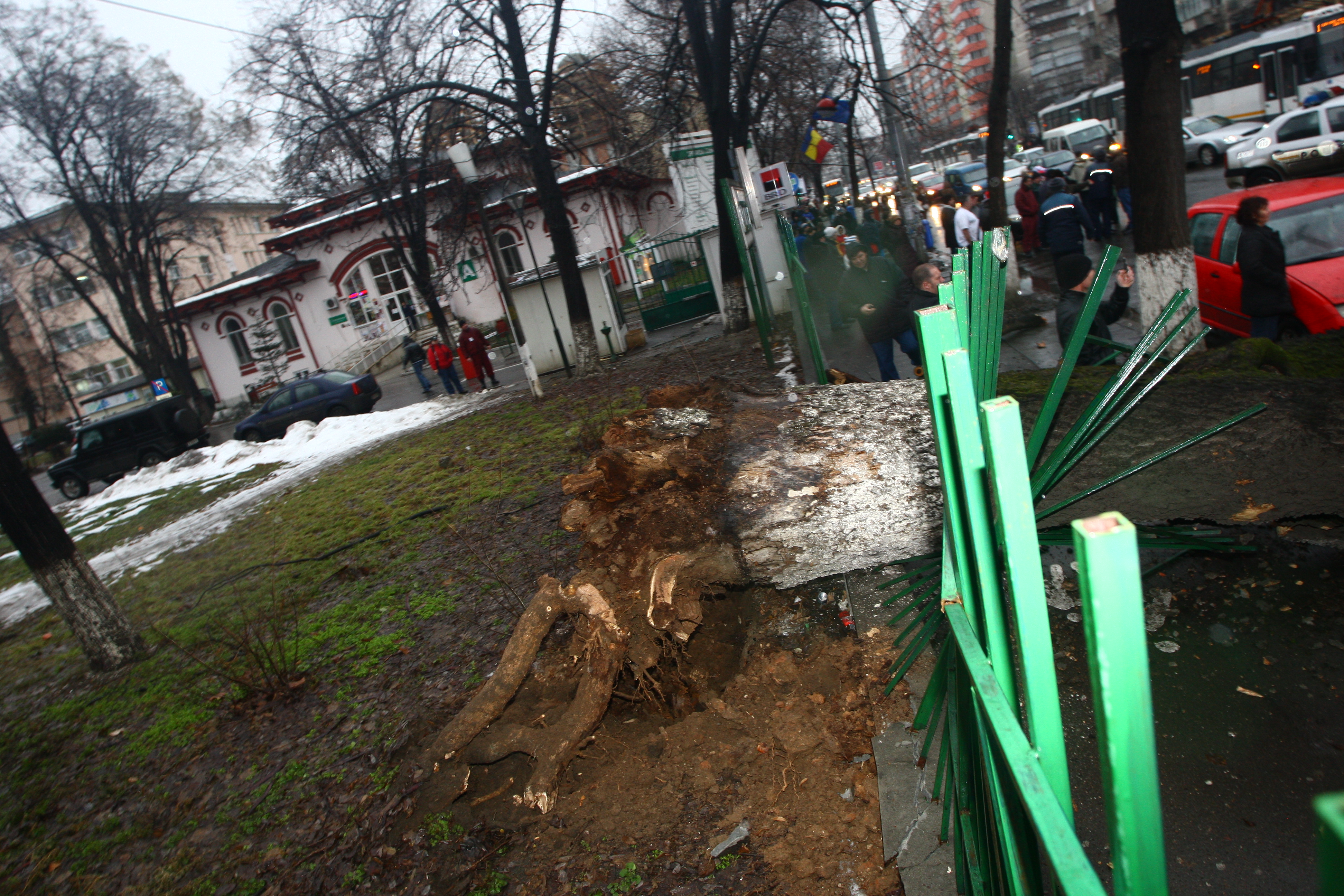 N-ai să crezi aşa ceva! Ce şoferi ghinionişti! Pe şoseaua Ştefan cel Mare din Capitală, a căzut un copac peste maşini!