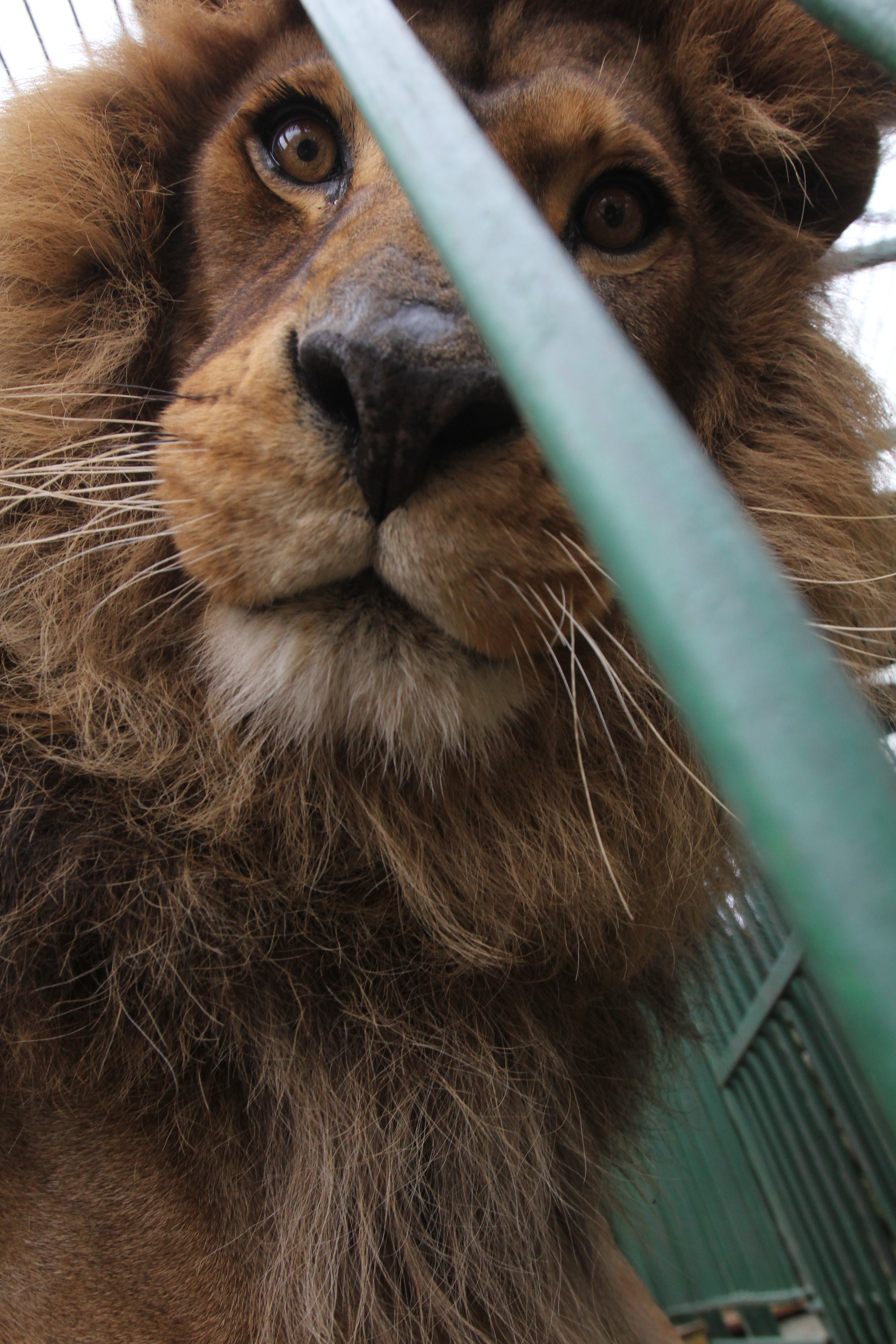 Puternic. Leul Simba, regele junglei, este alintat ca o pisica
