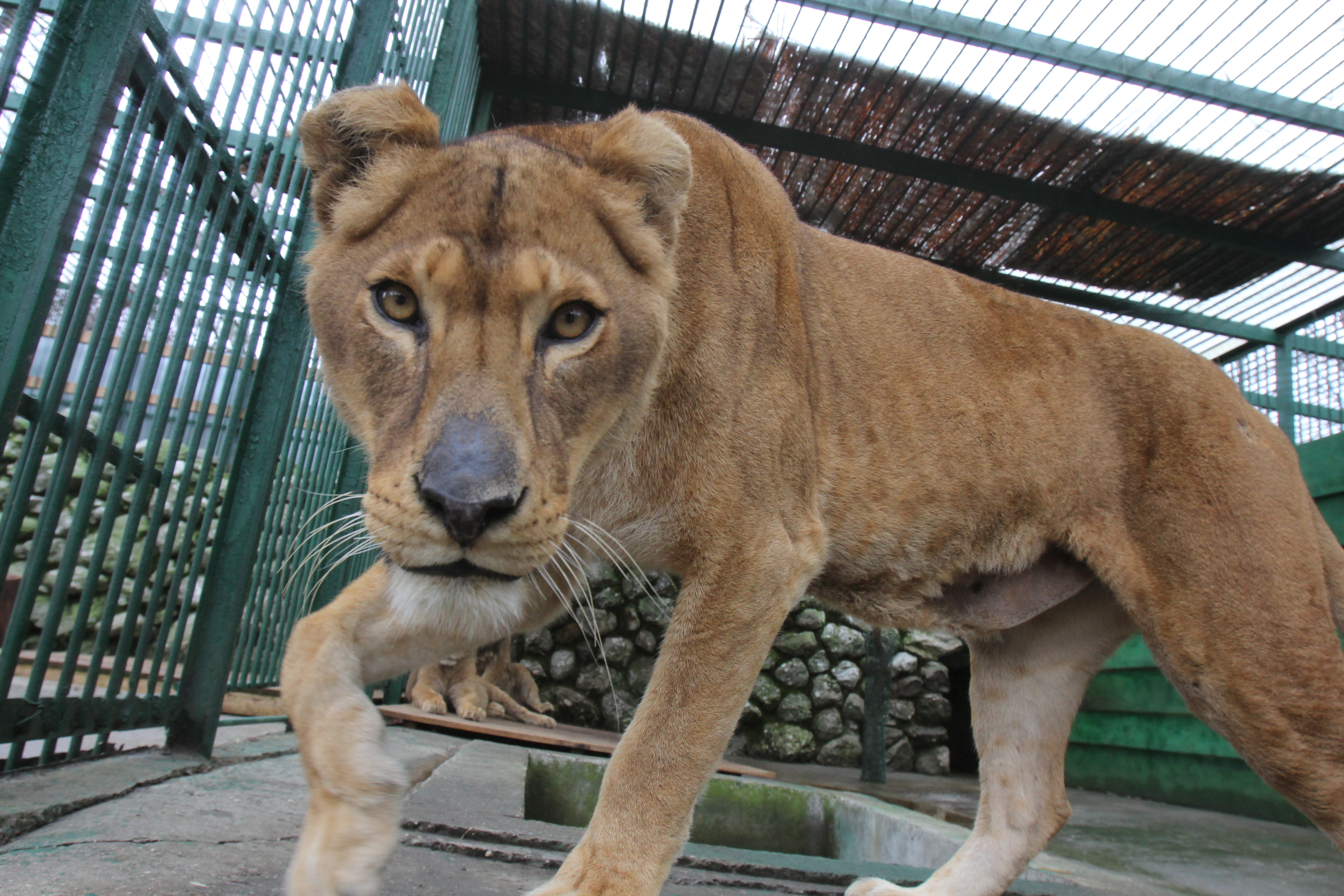 Ingrijite. Felinele au luat cateva kilograme de cand au venit in Gradina Zoo Ploiesti