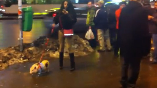 N-ai să crezi, dar e adevărat! Iulia Albu e nimic pe lângă ea! O tânără din Capitală şi-a scos porcul în lesă prin oraş!