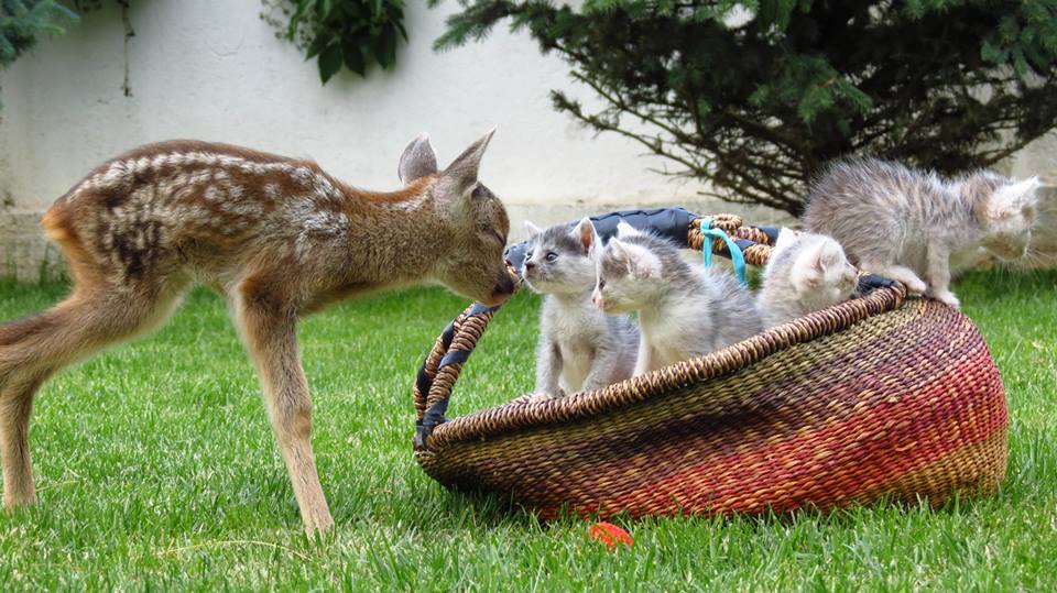 Puiul de caprioara a fost gasit dupa furtuna