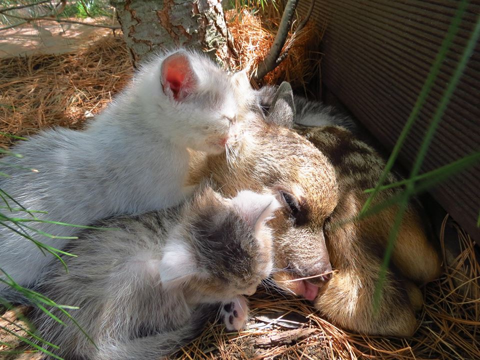 Se intelege de minune cu ceilalti orfani