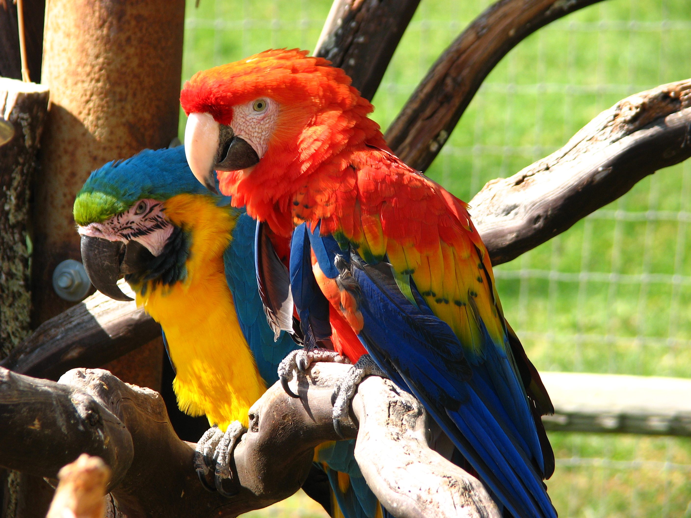 Nicolae Cristescu detine doi papagali superbi din specia Ara