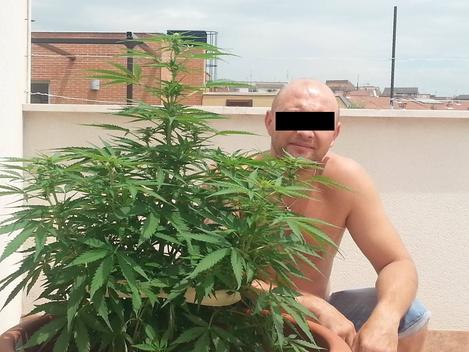 Romanul de mandreste cu stupefiantele cultivate in ghiveci