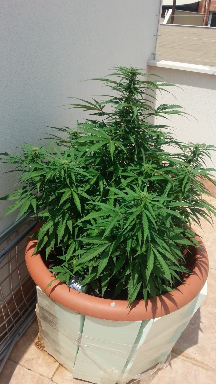 Romanul de mandreste cu stupefiantele cultivate in ghiveci