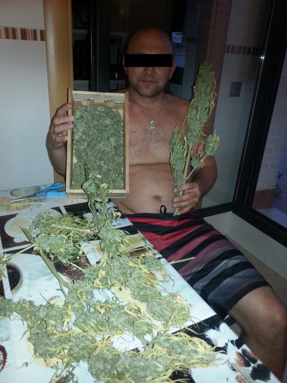 Romanul de mandreste cu stupefiantele cultivate in ghiveci