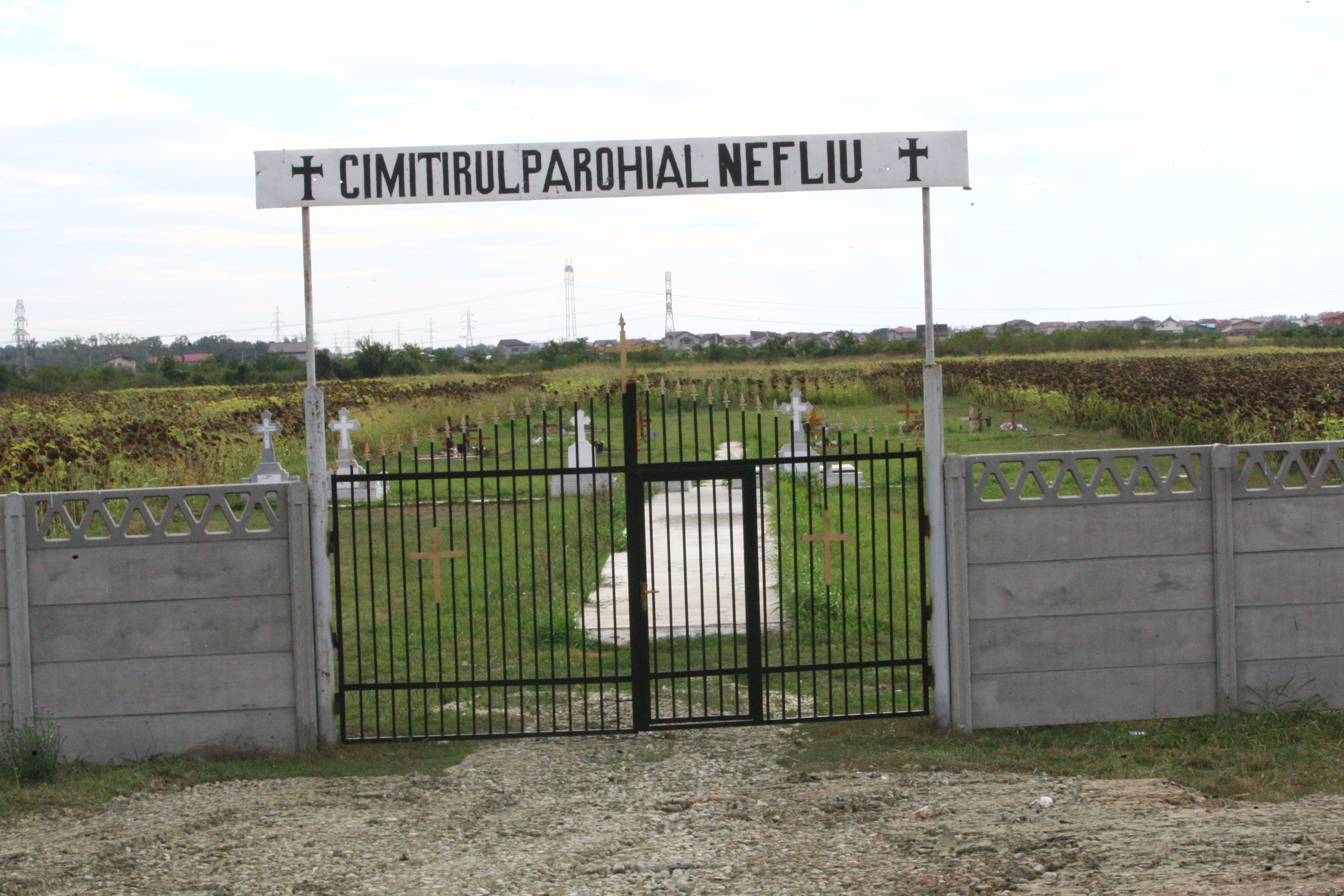 Tone de floarea soarelui cultivate in cimitir
