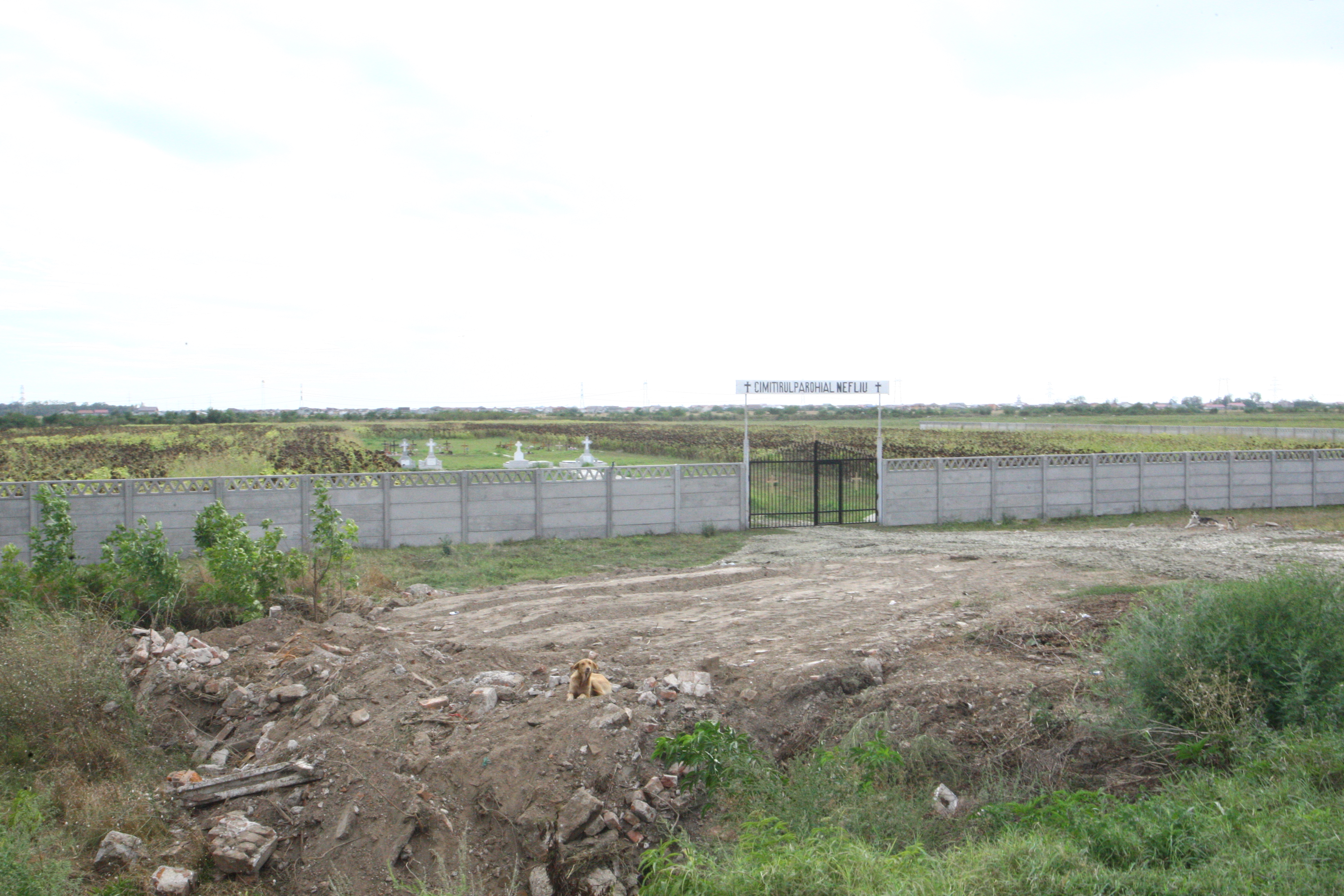 Si cainii vagabonzi mor de foame langa cimitir