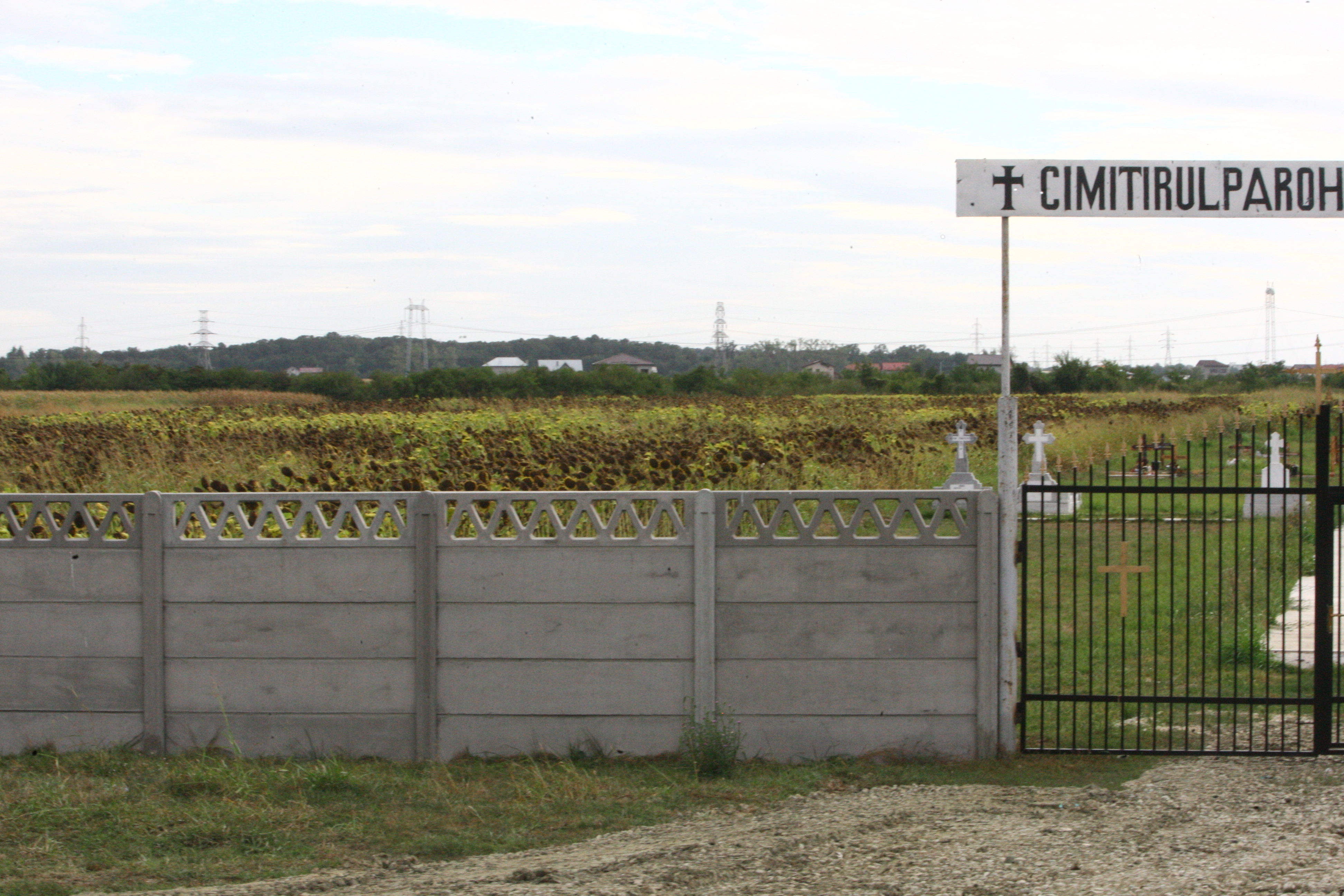 Un peisaj mirific cu floarea soarelui, cruci si morminte