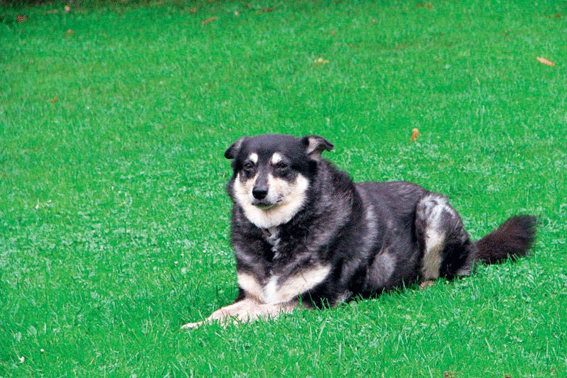 Ziva a trait regeste in Germania, pana la 19 ani