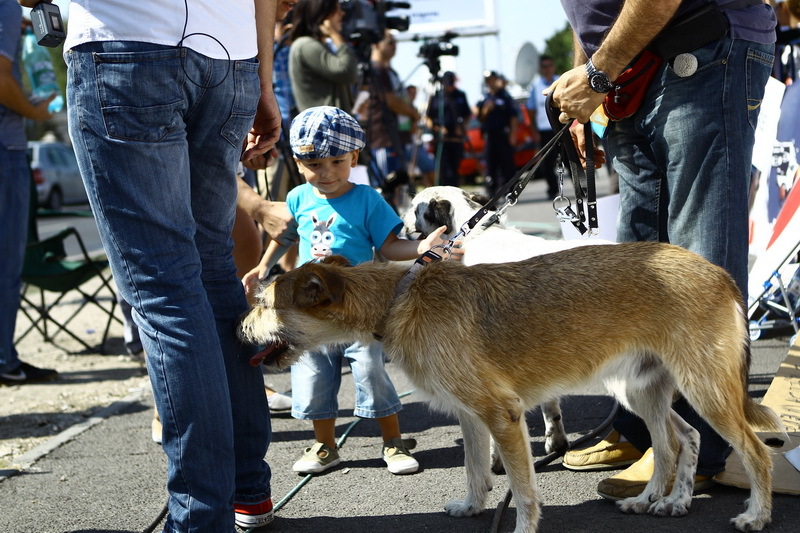 Vedete la protestul pentru protejarea drepturilor animalelor - 15