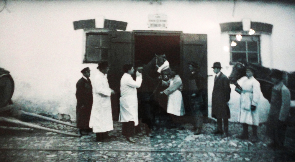 Caii erau la fel de bine ingrijiti ca si angajatii