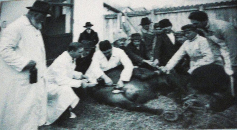 Armasarii erau castrati ca sa nu provoace accidente