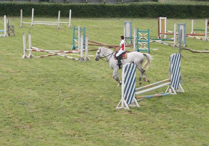 Calul este din rasa Sport Romanesc si este cel mai bun de la Romsilva